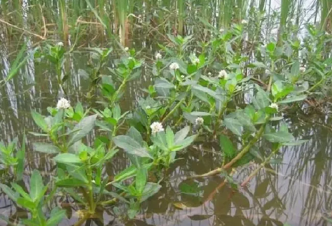 喷药|田地里水花生怎么能除尽根治（水花生草用什么方法烂根）