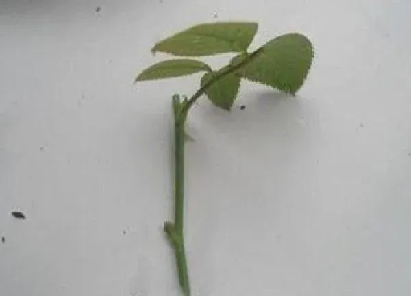 植物扦插|月季可以扦插吗