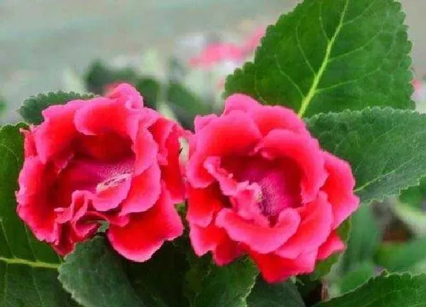 养殖方法|大岩桐芙蓉花的养殖方法和注意事项 大岩桐花怎么养