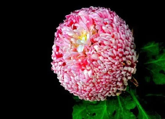 冬天植物|球菊耐寒最低温度（千头菊冬天怎么养护）