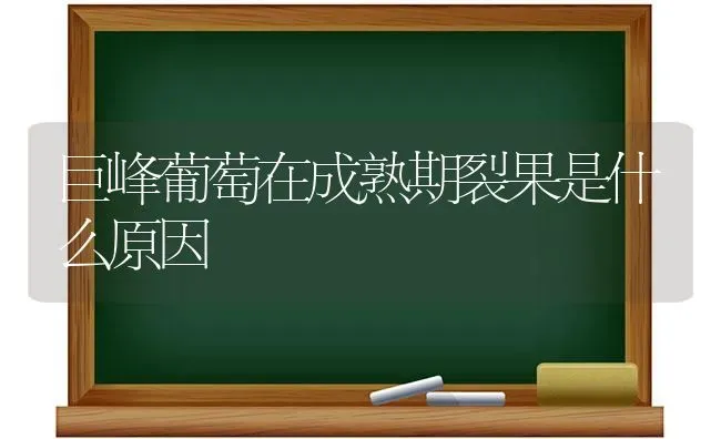 巨峰葡萄在成熟期裂果是什么原因 | 瓜果种植