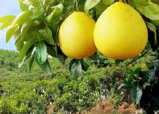 植物寓意|柚子代表什么象征意义