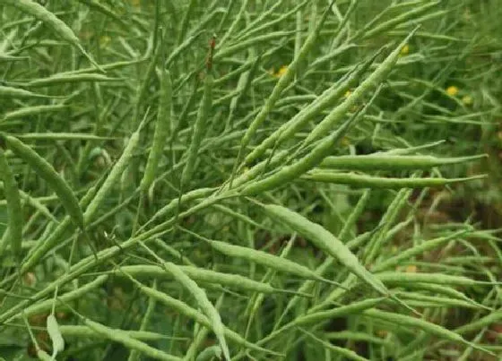 种植方法|油菜籽种植时间和方法 种植技术及田间管理