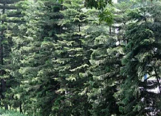 种植位置|塔松树适合种在什么地方 栽在什么位置最好