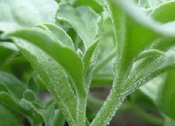 植物百科|冰草是什么植物