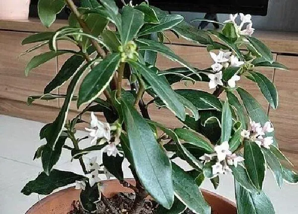 植物移栽|瑞香什么时候换盆好