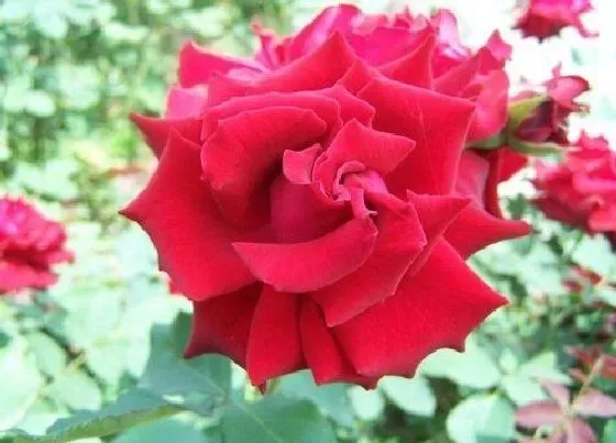 花语|红色月季花代表什么意思