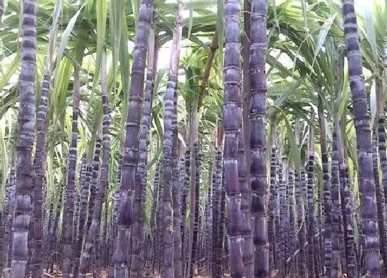 果实成熟|甘蔗什么时候成熟