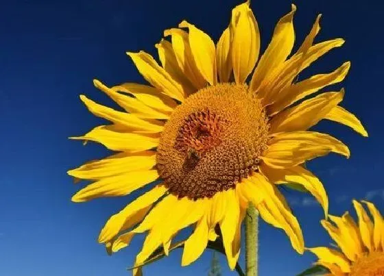 开花时间|向日葵几点开花时间 什么时候是开花季节