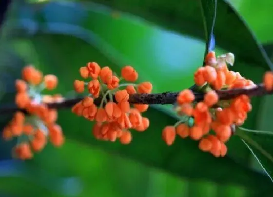 开花时间|丹桂四季开花吗