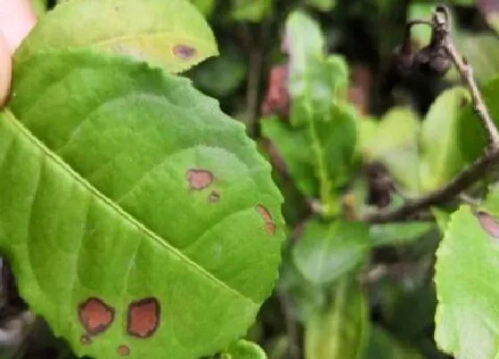 植物病害|茶叶炭疽病的发病原因及治疗方法