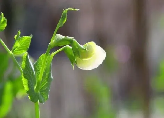 生长环境|豇豆开花温度多少度