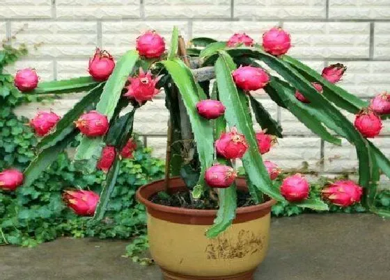 种植位置|家里可以种火龙果吗