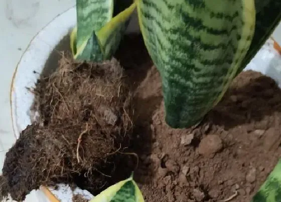 植物寓意|代表好运的植物有哪些
