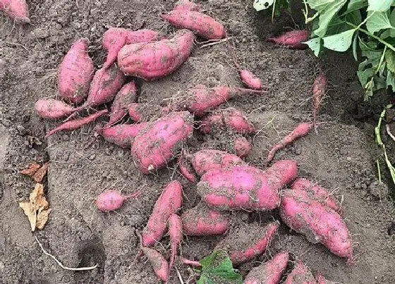 植物百科|薯子是什么植物类别