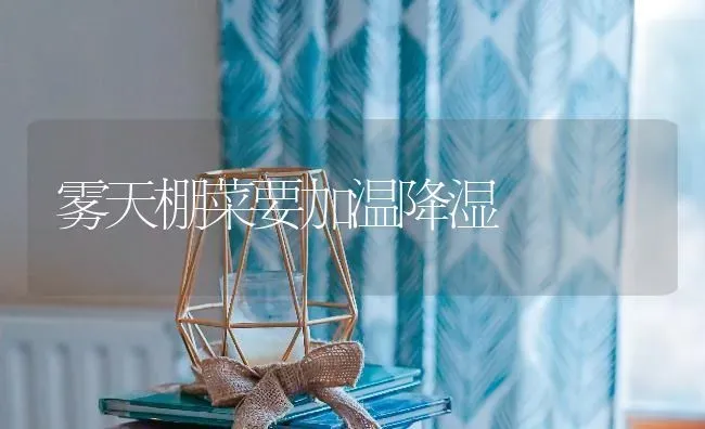雾天棚菜要加温降湿 | 蔬菜种植