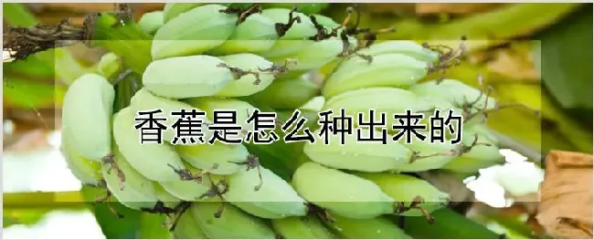 香蕉是怎么种出来的 | 种植技术