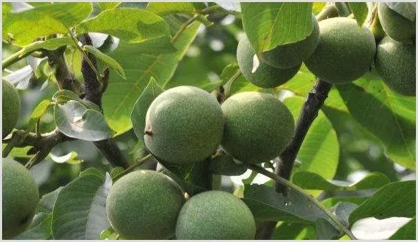 核桃果发黑怎样防治 | 自然知识