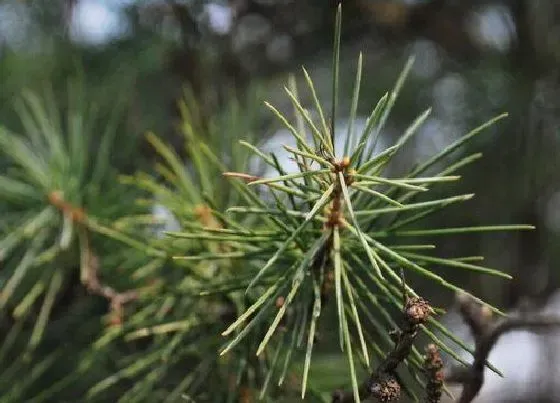 种植土壤|松树长什么样子图片