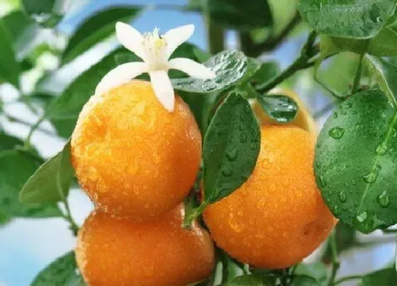 冬天植物|橘子耐寒吗