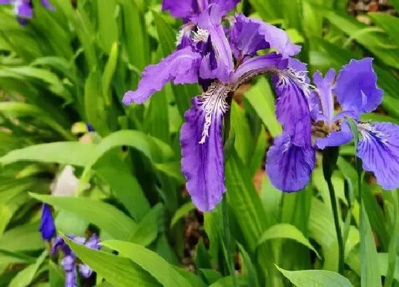 植物种类|紫色花卉品种有哪些 开紫色花的植物名称大全及图片