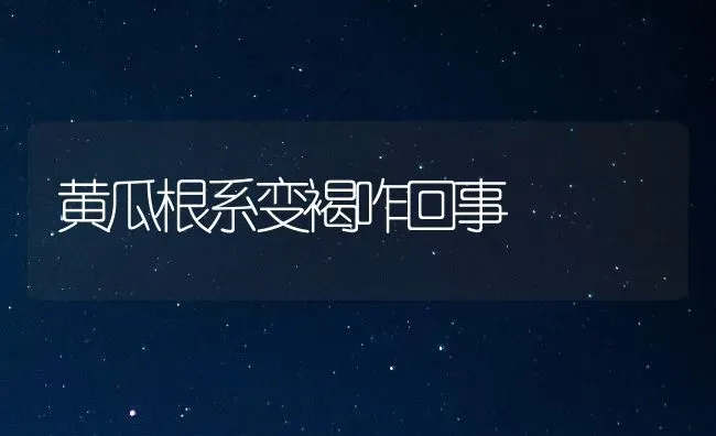 黄瓜根系变褐咋回事 | 蔬菜种植