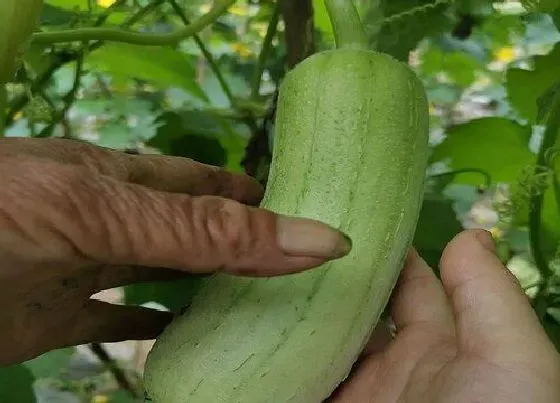种植管理|丝瓜种植时间及技术要点 丝瓜露天种植方法与管理技术
