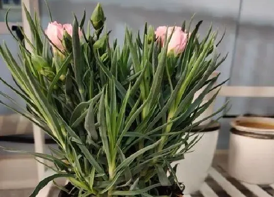 植物百科|康乃馨是多年生还是一年生的植物