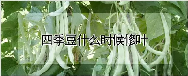 四季豆什么时候修叶 | 耕种资料