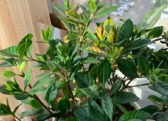 烂叶|栀子花叶子烂了怎么办