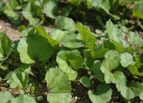 植物百科|寒菜又叫什么名字