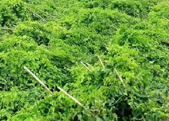 植物百科|山药开花吗 开花是什么样的