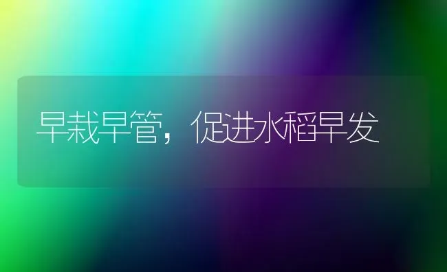 早栽早管，促进水稻早发 | 粮油作物种植