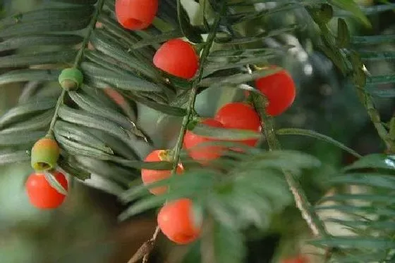 果实科普|红豆杉几月开花结果 什么时候开花结果