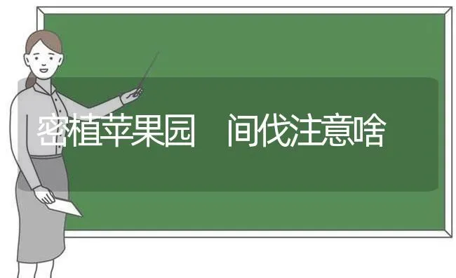 密植苹果园 间伐注意啥 | 瓜果种植