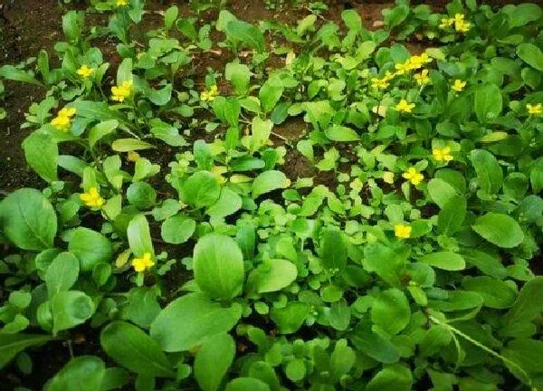 植物发芽|蔬菜种子多久发芽