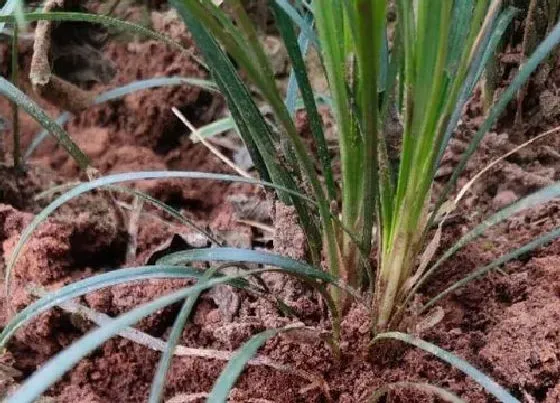 冬天植物|麦冬耐多少度低温