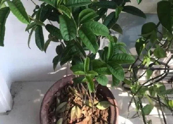 植物移栽|盆栽桂花什么时候换盆好