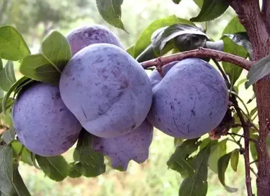 李子树整形修剪4个小技巧 | 种植技术