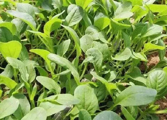 种植方法|鸡毛菜的种植方法和时间