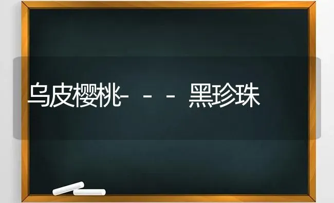 乌皮樱桃---黑珍珠 | 瓜果种植