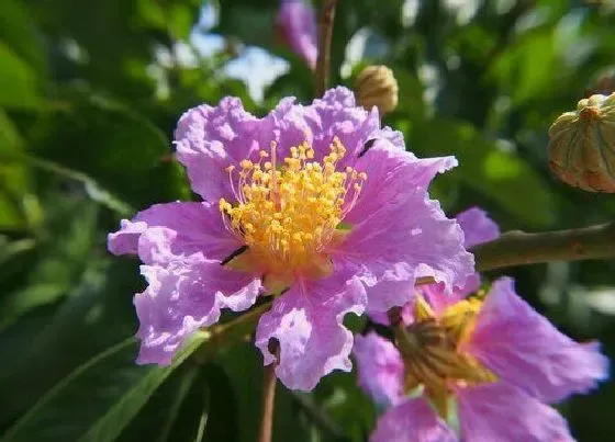 花卉风水|紫薇花风水寓意与作用