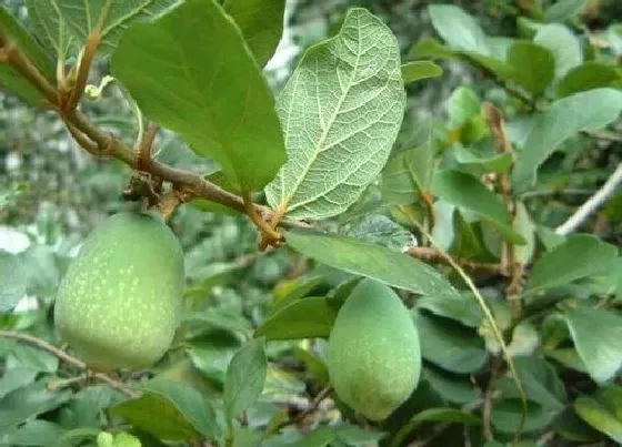 植物百科|薛荔果又叫什么名称