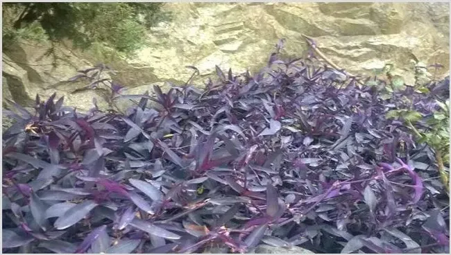 紫鸭跖草该怎么种植？技术要点有哪些 | 农业科普