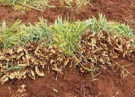 种植方法|姜怎么种植方法步骤 家庭种植生姜方法和管理技术