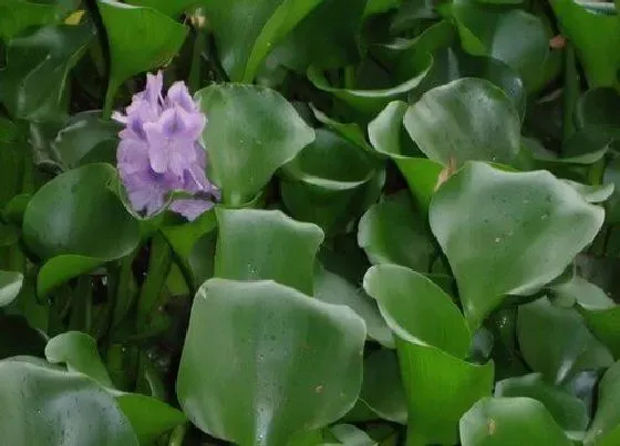 植物百科|水葫芦是什么类植物门（凤眼莲属于草本水生植物）