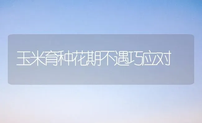 玉米育种花期不遇巧应对 | 粮油作物种植