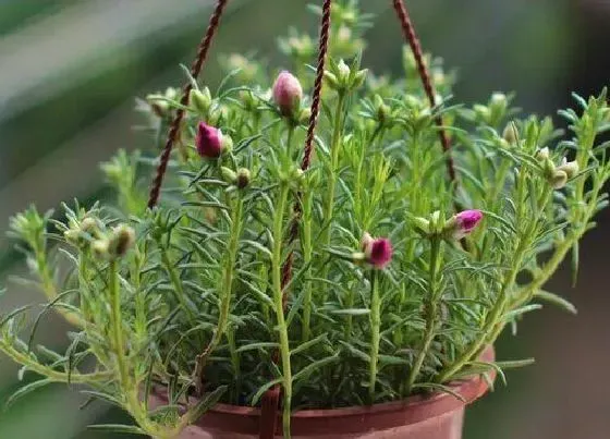 植物排行|夏天开花的植物有哪些