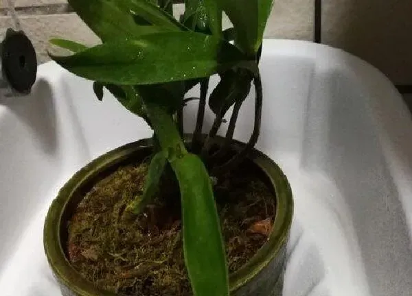 盆景|石斛盆栽的种植方法和注意事项 家养石斛的栽种方法