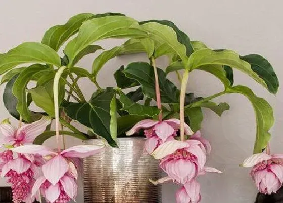 摆放常识|室内养什么花最好旺财又好养 家里种花风水好招财进宝